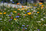 10 Tipps für einen naturnahen Garten